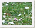 P1070722 * 2304 x 1728 * (1.37MB)